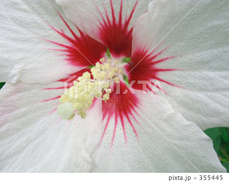 ムクゲの花 355445