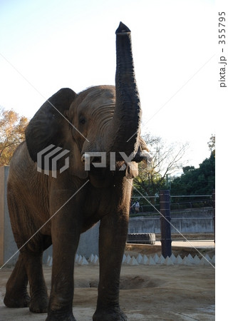 象、鼻、こっちこっち、おいでおいで、パオーン 動物園の写真素材
