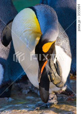 オオサマペンギン 355964