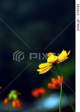 キバナコスモス Ⅲ 356084