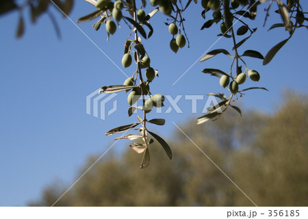 オリーブ オリーブ 356185