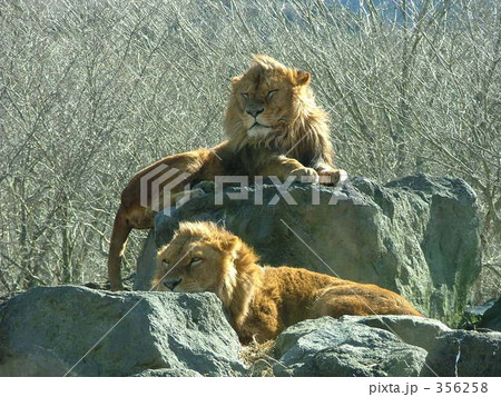 ライオン 356258