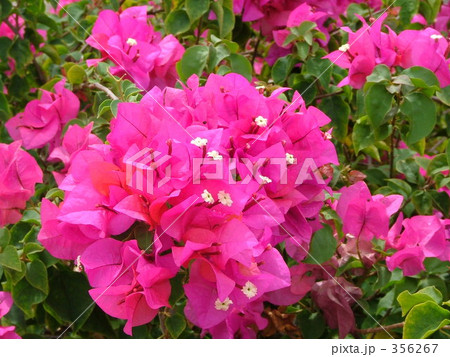 ブーゲンビリア 356267