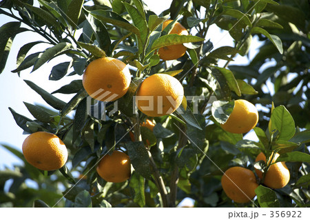 みかん畑 356922