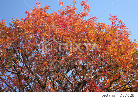 ハゼの紅葉 ハゼの紅葉 357029