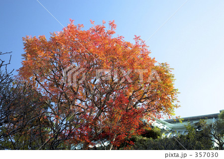 ハゼの紅葉 ハゼの紅葉 357030