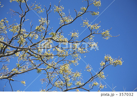 センダンの実 センダンの実 357032