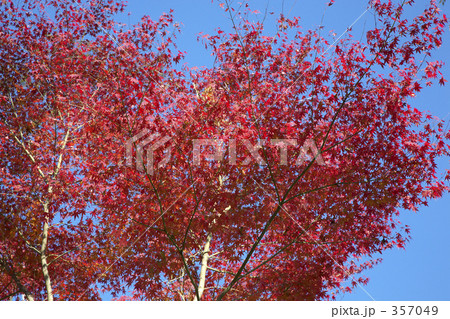 もみじの紅葉 もみじの紅葉 357049