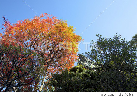 ハゼの紅葉 ハゼの紅葉 357065