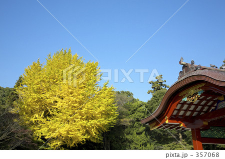 銀杏の黄葉 銀杏の黄葉 357068