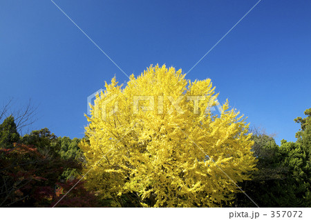 銀杏の黄葉 銀杏の黄葉 357072