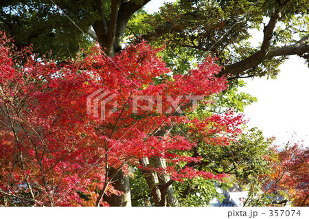 もみじの紅葉 もみじの紅葉 357074