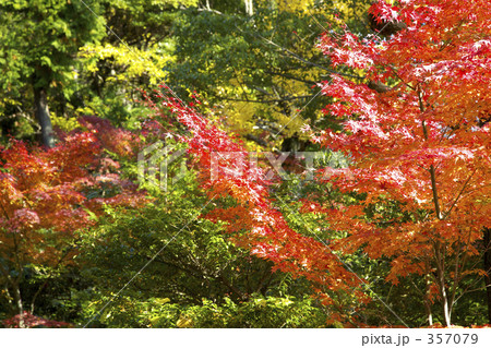 もみじの紅葉 もみじの紅葉 357079
