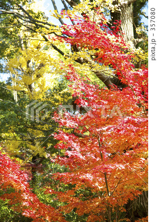 もみじの紅葉 もみじの紅葉 357080