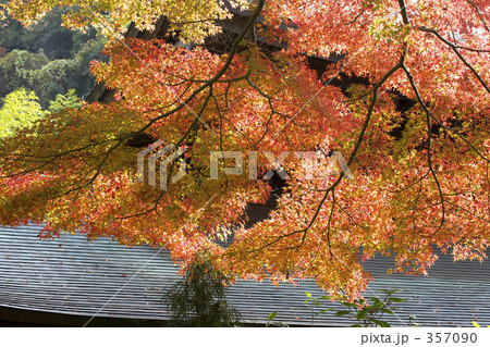もみじの紅葉 もみじの紅葉 357090