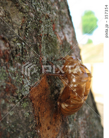 蝉の抜け殻。 357354