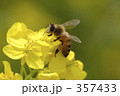 菜の花とミツバチ 357433