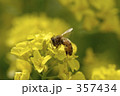 菜の花とミツバチ 357434