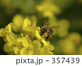 菜の花のミツバチ 357439