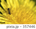 たんぽぽとアリ 357446