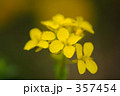 菜の花 357454