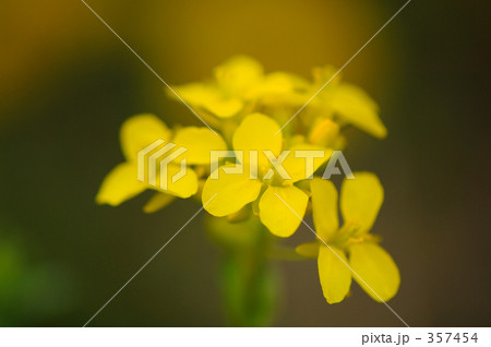 菜の花 菜の花 357454
