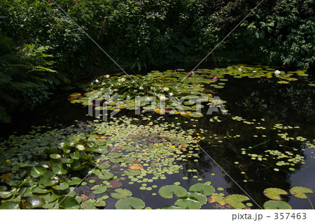 睡蓮の池 357463