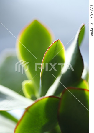 green & red green & red 357773