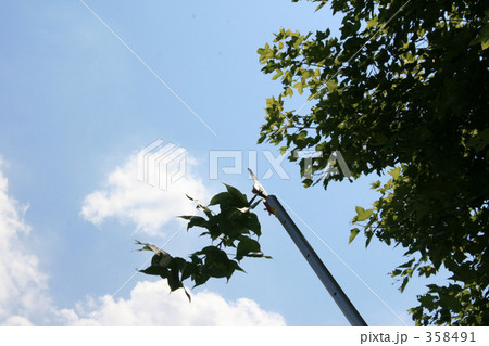 高枝バサミと剪定 358491