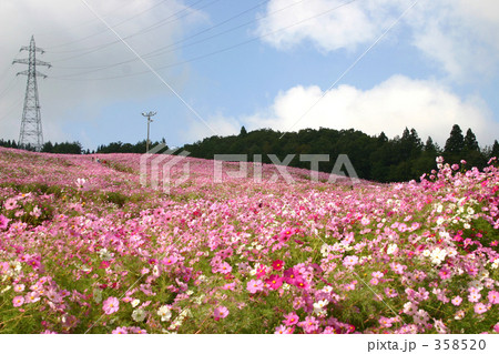 コスモスウォッチング コスモスウォッチング 358520