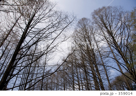 天にそびえる樹木 359014