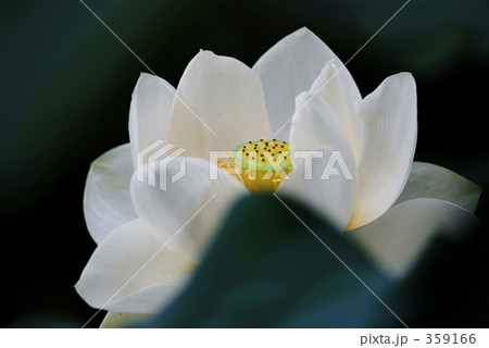 白い蓮 白い蓮 359166