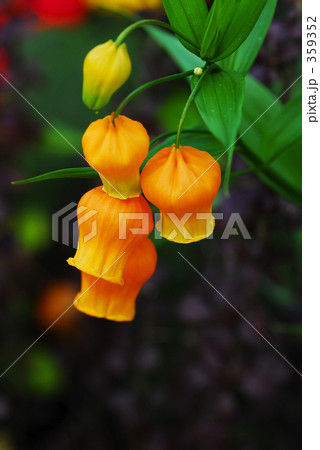 サンダーソニア 359352