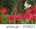彼岸花（2） 359821