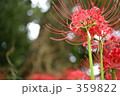 彼岸花 359822