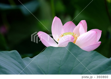 鮮やかな蓮 鮮やかな蓮 360860