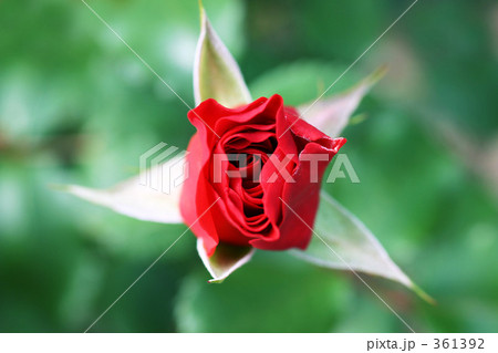 赤バラ つぼみの写真素材