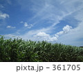 さとうきび畑 361705