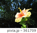 黄色いハイビスカス 361709