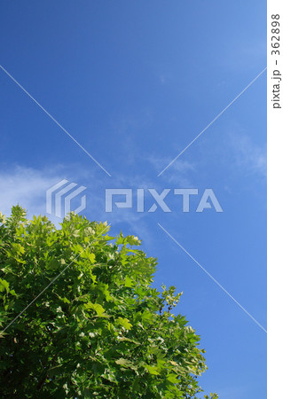 空と樹 362898