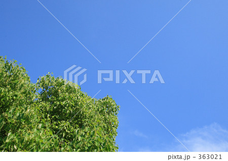 空と樹 363021