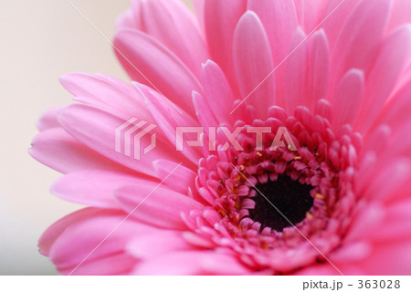 ピンクのガーベラ 363028