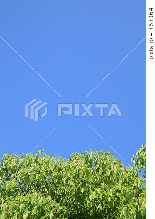 空と樹 空と樹 363064