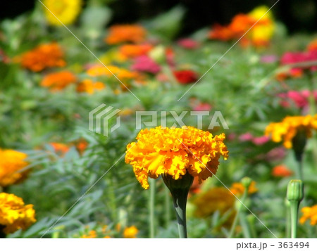マリーゴールド 363494