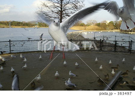 かもめの襲来 363497