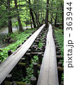 自然散策路 363944