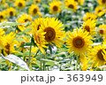 向日葵畑 向日葵畑 363949
