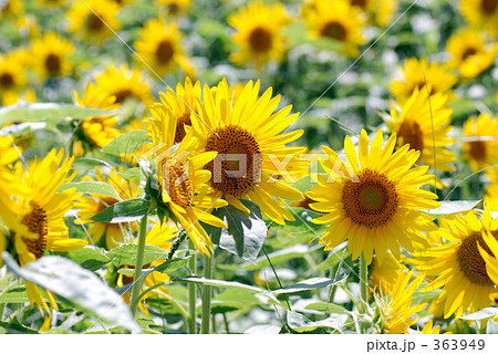 向日葵畑 363949