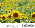 ヒマワリ畑 ヒマワリ畑 363950