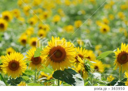 ヒマワリ畑 363950